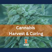 Cannabis Harvest & Curing