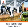 Dairy Nutrition for Udder Success Specialization